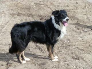 Border Collie sucht
