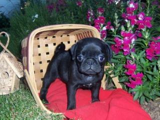 Mops welpen Euro200
