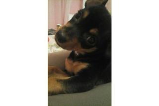 Chihuahua