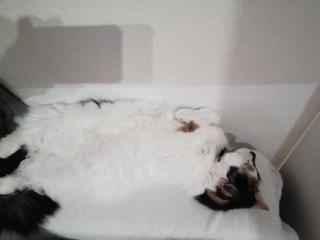 Suche Langhaar Deckkater