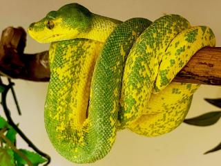 Chondro Python High Yellow Blue Line 0. 1
