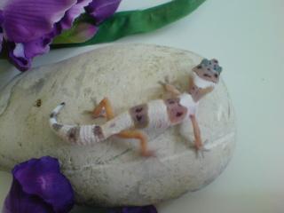 Verkaufe Leopardgecko NZ-2010 Adulte, www. reptilien-zuhause. cms4people. de