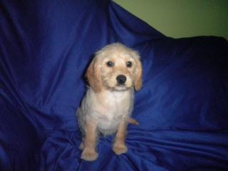 Cokerspaniel mischling weibchen
