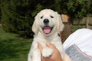 Golden Retriever Welpen vom Züchter