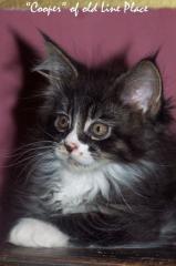 Typvoller Maine Coon Jungkater