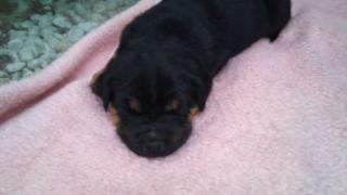 7 süße Rottweilerwelpen suchen ein liebevolles zu Hause