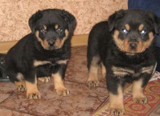 Rottweiler welpen