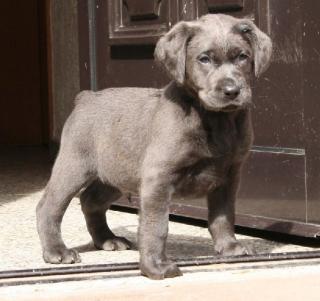 Labradorwelpen in silber und charcoal ab Anfang März abzugeben