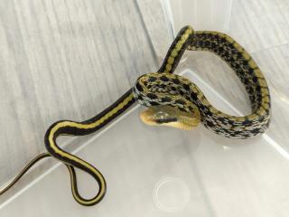 Orthriophis taeniurus frisei - Taiwanesische Schönnatter NZ 21