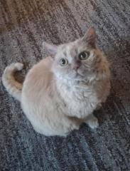 Suchen Selkirk Rex oder Ragdoll