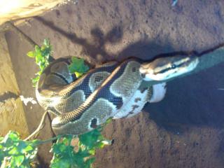 2 königs Pythons mit Terra oder ohne
