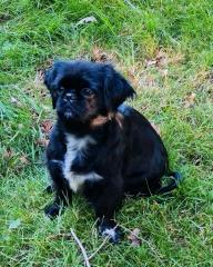 Shih-Tzu Hündin