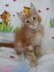 Maine Coon Katerchen mit Schmusabitur