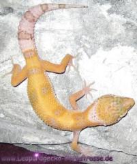 Leopardgeckos abzugeben, PLZ 64625 Bensheim, verschiedene Farbformen