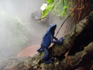 Dendrobates Azureus