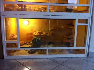 Leopardgeckogruppe 1. 3 mit Terrarium