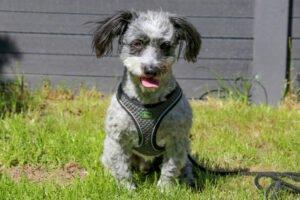GOTTLIEB - männlich 8 Jahre 28 cm 8 kg Mischling Gechipt Kastriert