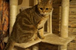 BKH Kater 1, 5 Jahre abzugeben