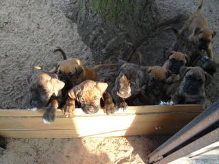 Boxerwelpen