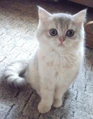 Traumhafte Perser und Exotic Shorthair Babys mP
