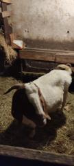 Burenziegen 1Bock 1 tragende Ziege