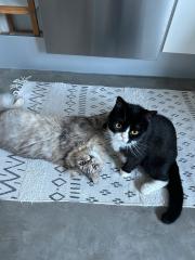 Mischling Perser schottisch kurzhaar langhaar Katzen