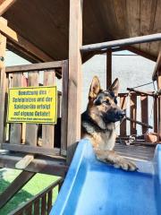 Deutscher Schäferhund 15 Monate sucht neues Zuhause