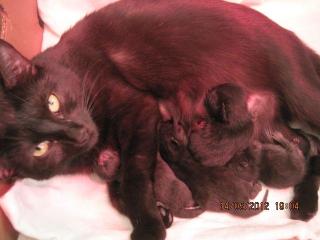 Liebebolle Katzenbabys zu verschenken