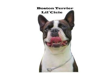 Boston Terrier Welpen Wurfankündigung