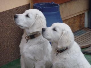Golden Retriever Welpen