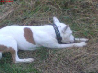SOS Suche dringend ein neus zu Hause für meinen Hund