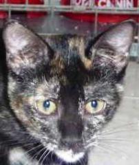 Liebes Schildpatt Katzenkind sucht verantwortungsvolles Zuhause
