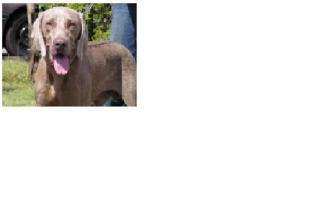 Weimaraner