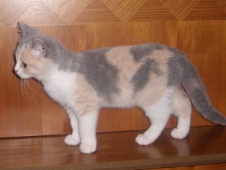 Wunderschöne BKH-Katze Kitten abzugeben