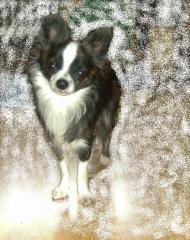 Schöner Chihuahua Deckrüde