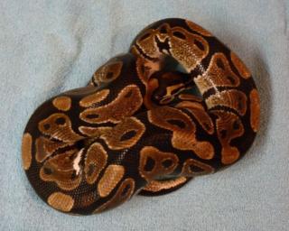 Pythons königspython