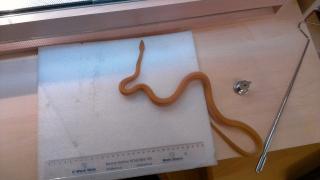 Afrikanische Hausschlange - lamprophis fuliginosus m albino