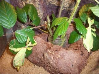 Wandelnde Blätter Phyllium Siccifolium