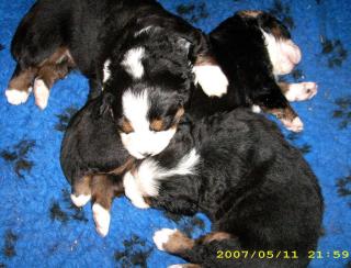 Berner Sennenhund Welpen