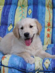 Golden Retriever Welpen ab Ende August abzugeben