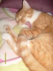 DRINGEND 10 Monate alte German Rex/Hauskatze Mix abzugeben