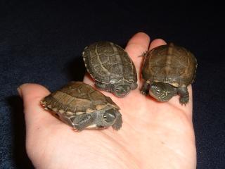 Chinesische Dreikielschildkröten NZ 2021