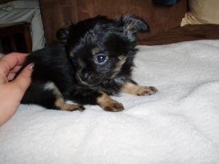 Mini Langhaar Chihuahua