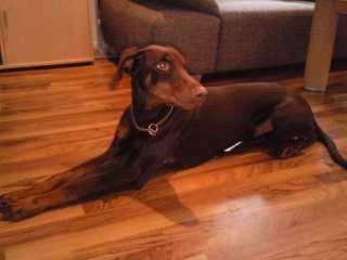 Dobermannhündin, 9mon aus champ. linie umständeh.