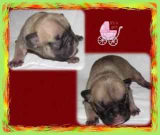 Franz. Bulldoggen