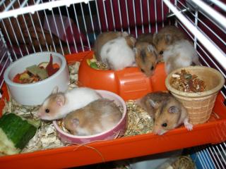 Hamsterjunge abzugeben