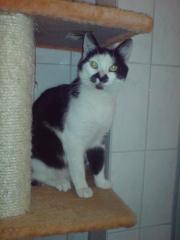 2 Jahre alter kastrierter Kater abzugeben