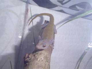 2XGecko Ulikovskii TOP