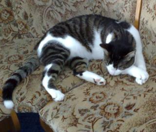 Katze vorübergehend zu vergeben zahle je M. 50 Euro