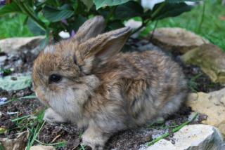 Junge Kaninchen cashmerewidder